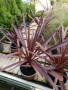 Кордилина / Cordyline “Australis”, снимка 3