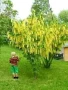 Златен дъжд - Laburnum wat.Vossii, снимка 4