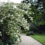 Филаделфус (Philadelphus), снимка 2