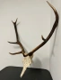 Трофей от елен, снимка 2