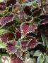 COLEUS Сортови,рядко срещани копривки, снимка 13