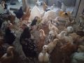 Промоция !Млади пуйки, кокошки Брама, пилета и юрдечки. Пчелни отводки, снимка 1