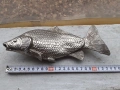 Шаран риба фигура статуетка, снимка 6