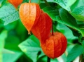 Физалис - physalis, снимка 1