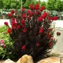 Индийски люляк Lagerstroemia indica Black Diamond Crimson red, снимка 3