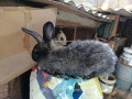 Продавам мъжки заек на година и половина , снимка 1