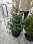 коледна елха в саксия-жива, снимка 9