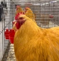 Продавам жълт Орпингтон., снимка 13