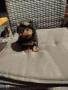 мини йоркширски териер , снимка 5
