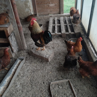 яйца от катунски кокошки, снимка 9 - Кокошки и пуйки - 44581979