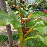 червен банан маурелий, снимка 5 - Градински цветя и растения - 43203940