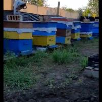 Пчелни семейства с кошерите , снимка 3 - Други животни - 45455709