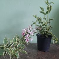 Вайгела , снимка 2 - Градински цветя и растения - 45444405