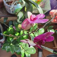 Продавам коллекция орхидеи!!!, снимка 3 - Стайни растения - 45529649