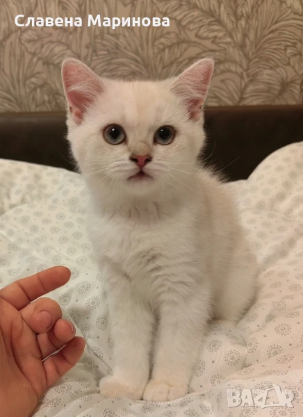 Шотландска правоуха котка колорпойнт НАМАЛЕНА ЦЕНА ДО КРАЯ НА СЕДМИЦАТА , снимка 1