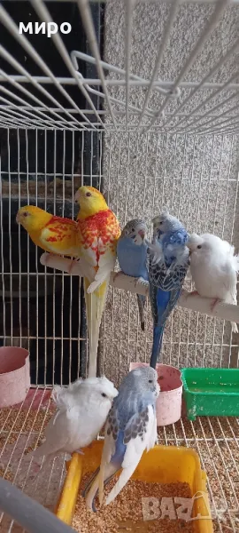 Пойни папагали и хеликоптери!, снимка 1