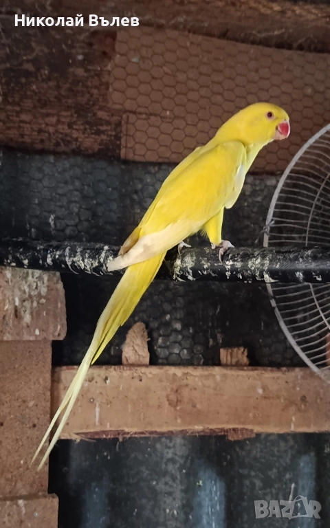 Женски малък Александър , снимка 1