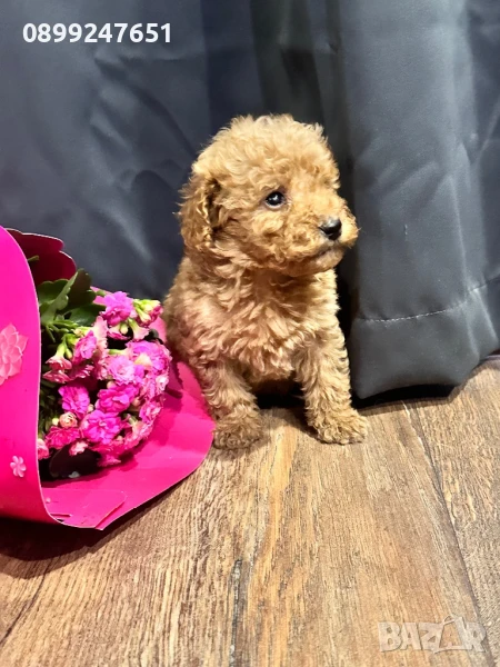 Продавам той пуделчета, снимка 1