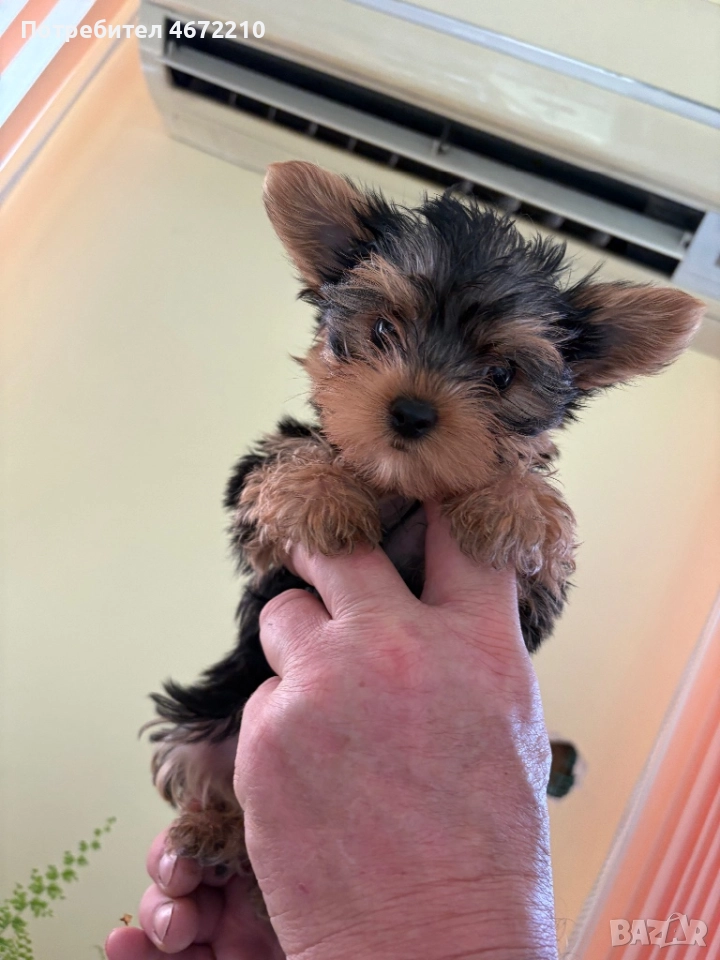  Женски йоркширски териер, снимка 1