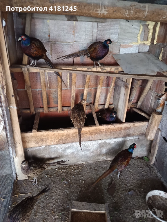 Колхидски фазани , снимка 1