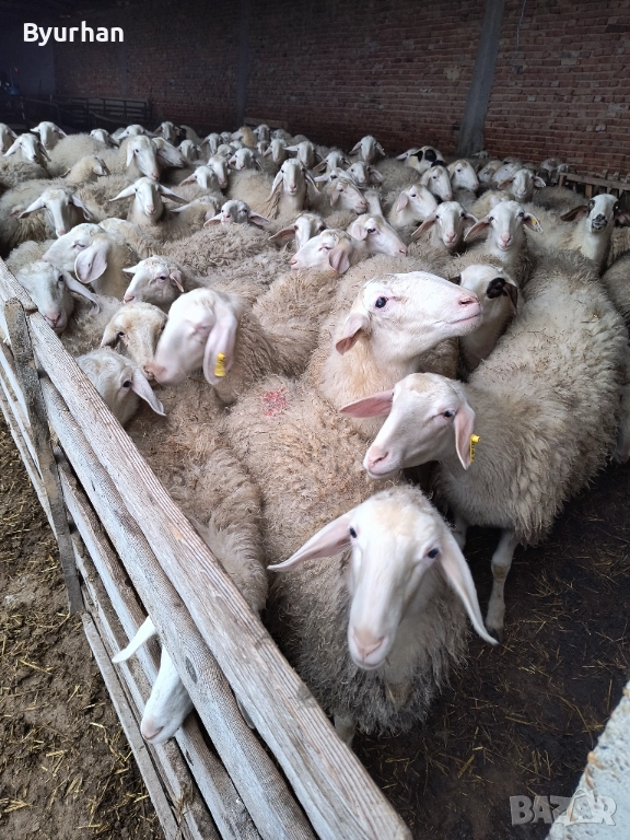 Заплодени Асаф Шилета, снимка 1