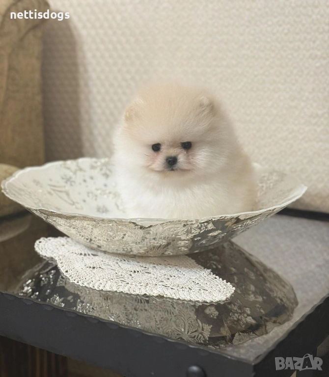 Уникално сладки Померани с Родословие, снимка 1
