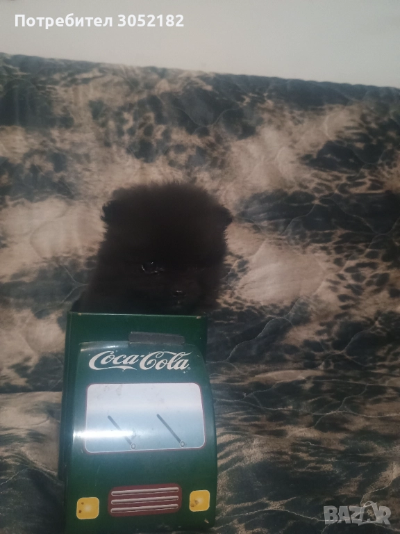 Свободно момче померан , снимка 1