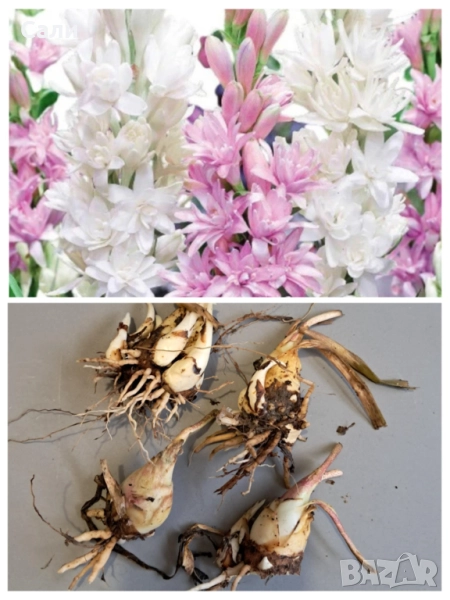 Полиантес тубероза - луковици 10бр., снимка 1