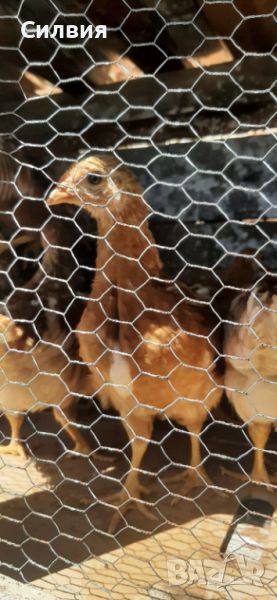 Пилета Ломан Браун, снимка 1