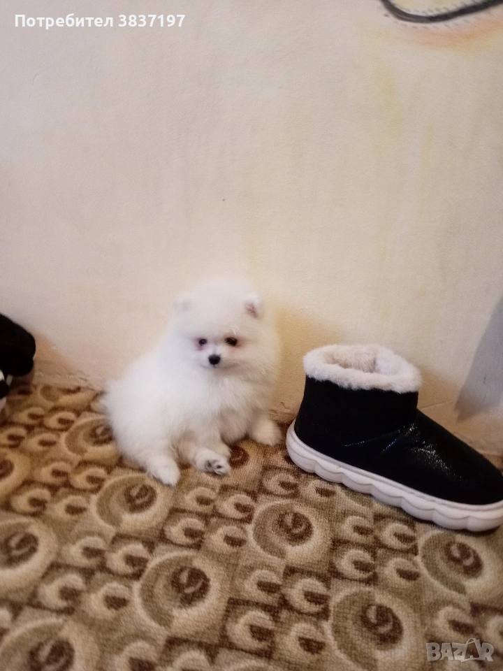 3 мъжки и 1 женско , снимка 1