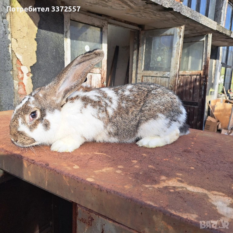 Продавам зайци , снимка 1
