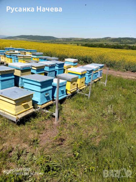 Продавам 30 кошера с пчели с 2 метални платформи., снимка 1
