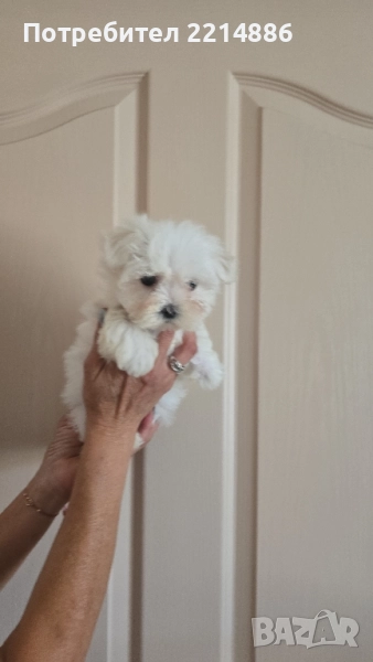 Малтийска болонка мини , снимка 1