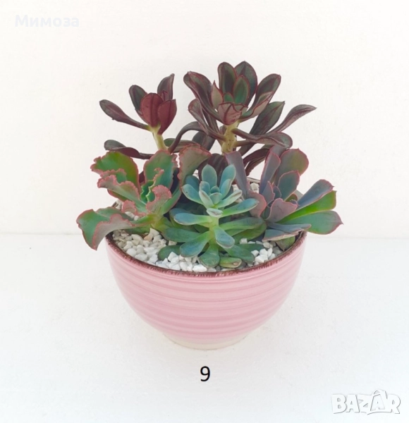 Сукуленти аранжировки , снимка 1