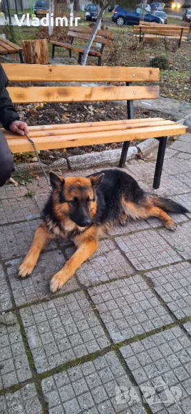 Мъжко куче за разплод Немска Овчарка, снимка 1