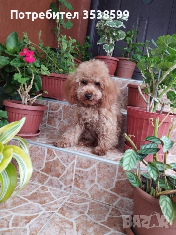 Мини Пудел Той Пудел , снимка 3 - Пудели - 50538188