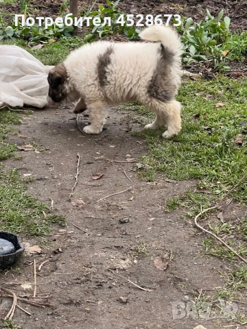 Продавам малки кученца, снимка 5 - Каракачанска овчарка - 53146650