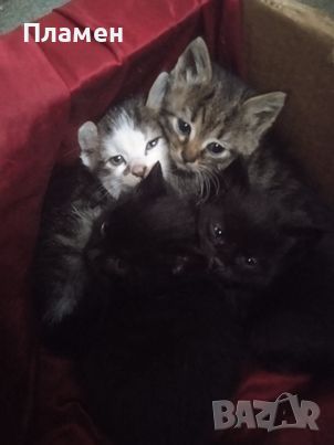 Котета, подарявам четири котета родени  на 04.04.2024г., снимка 1 - Други - 45819948
