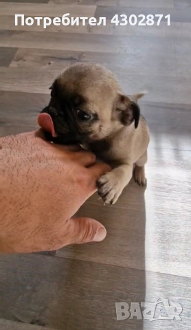 чистокръвни мини мопсчета, снимка 2 - Мопс - 52961408