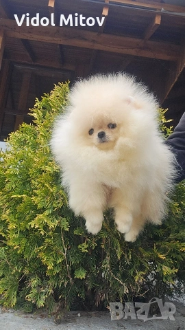 Мини Померан момче , снимка 2 - Померан - 54115718