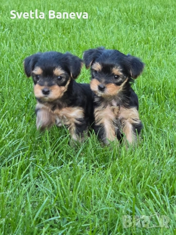 мини йоркширски териер