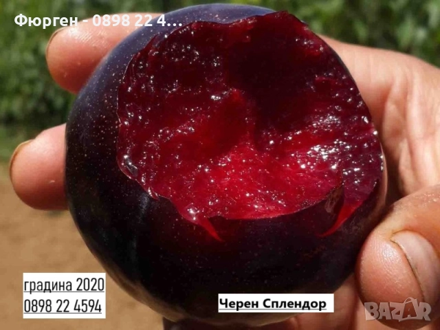 Слива - Налични 4 сорта Анджелино ,Черен диамант (Блек Даймънд) , Черен Сплендор - BLACK SPLENDOR и , снимка 3 - Разсади - 51852300