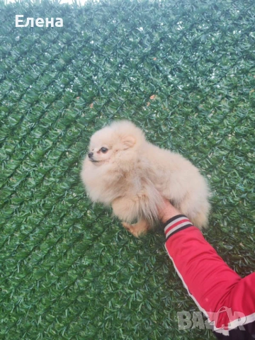 Женски померан , снимка 2 - Померан - 54150828