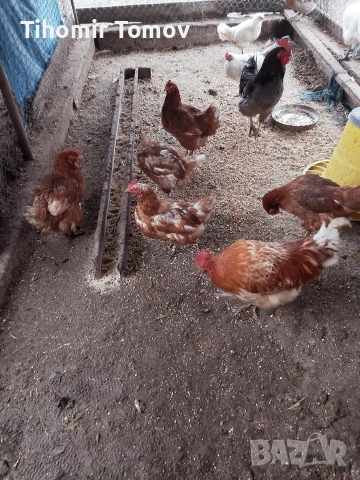 Продавам кокошки носачки петли пуйки пуяци неми патици , снимка 6 - Кокошки и пуйки - 53213115