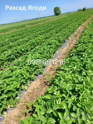 Разсад целогодишни ягоди, снимка 5 - Разсади - 53586828