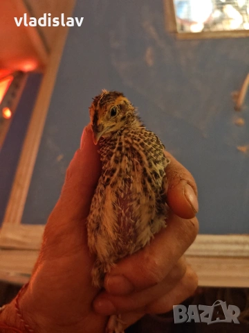 продавам пъдпъдъци 