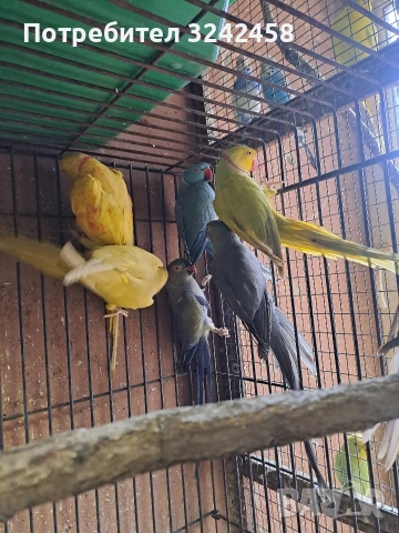 Продавам папагали, снимка 6 - Папагали - 53056720