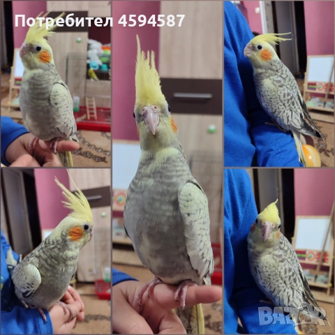 Корела и вълнист папагал социални , снимка 4 - Папагали - 53785461