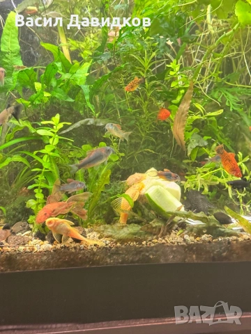 Коридорас Венецуела – най-често Orange или Black, снимка 4 - Рибки - 53884767