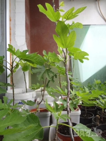 Смокини- 2 сорта в контейнери- Блек Мишън и Брънсуик, снимка 5 - Разсади - 54092194